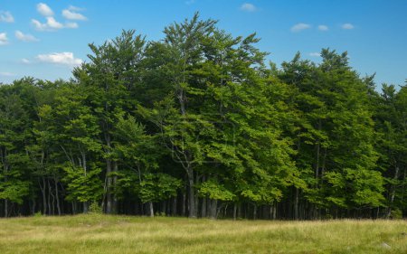 Téléchargez les photos : Un champ de foin borde une forêt de hêtres sombres. Journée ensoleillée d'été, Montagnes Parang, Carpathie, Roumanie. - en image libre de droit