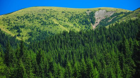 Téléchargez les photos : Une crête verdoyante des montagnes alpines s'élevant au-dessus des forêts denses et sauvages de sapins et d'épinettes. Summer, Parang Massif, Carpathia, Roumanie. - en image libre de droit
