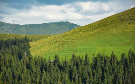 Téléchargez les photos : Coucher de soleil estival sur les prairies alpines des Rodna Mountains. Carpathie, Roumanie. Plusieurs chevaux peuvent être vus sur les pâturages au-dessus de la forêt. - en image libre de droit