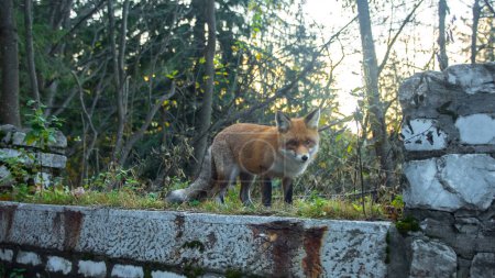 Téléchargez les photos : Un jeune renard avec une queue poilue qui regarde la caméra tout en demandant à manger. Le renard reste sur une clôture en pierre, devant des arbres. - en image libre de droit