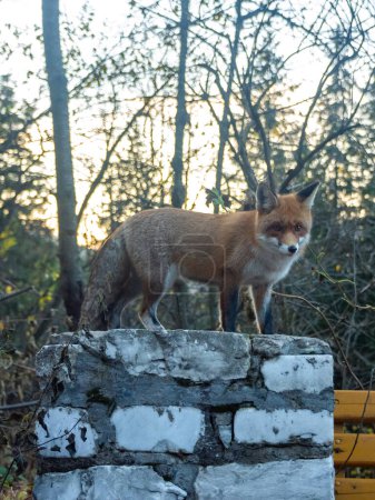Téléchargez les photos : Un jeune renard avec une queue poilue qui regarde la caméra tout en demandant à manger. Le renard reste sur un mur de pierre, devant des arbres. - en image libre de droit