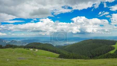 Abeto verde que crece en un pasto alpino en el macizo de Capatanii. Bosques salvajes de coníferas y picos altos en un día soleado con cielos azules. Carpatia, Rumania.