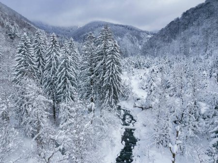 Panorama vertical aéreo de un arroyo congelado de montaña que fluye a través de un bosque de coníferas nevadas. Temporada de Invierno, Cárpatos, Rumania, Montañas Fagaras