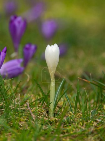 A white petal crocus flowers rising through leaves inside a beach forest in the Carpathian mountains during spring season.