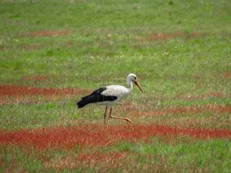 A white stork looking for prey in an agricultural field. Red flowers grow through the green grass,