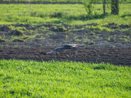 Ein gemeiner Mäusebussard - buteo buteo, der in niedriger Höhe über einem gepflügten Feld schwebt. Wenn es Frühling wird, ist das Gras grün. Sonnenuntergang, Sonnenstrahlen erhellen den Greifvogel. 