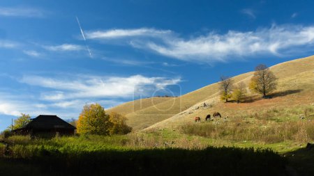 Three horses grazing on a pasture located on a hillside near an old, log sheepfold. Autumn season. Traditional farming. Carpathia, Romania