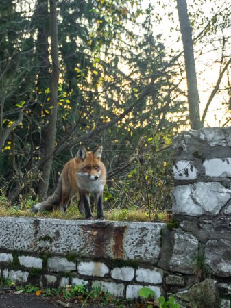 Téléchargez les photos : Un jeune renard avec une queue poilue qui regarde la caméra tout en demandant à manger. Le renard reste sur une clôture en pierre, devant des arbres au crépuscule. - en image libre de droit
