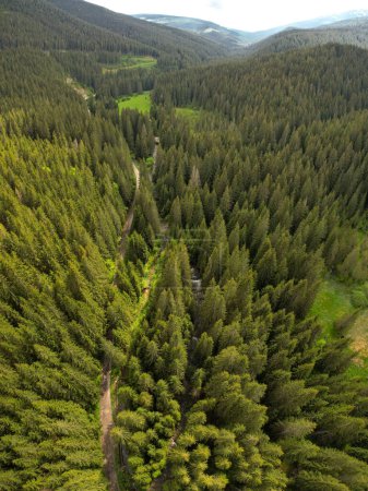 Vertikaler Drohnenblick über dem Sadu-Tal. Sadu Fluss fließt entlang wilder Nadelwälder durch grüne Weiden. Ungestüm erheben sich die Gipfel der Cindrel-Berge über den Horizont. Karpathien, Rumänien