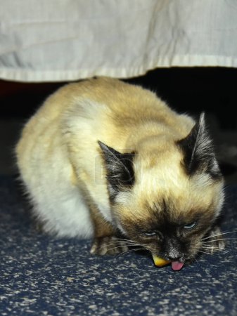 A brown siamese cat with blue eyes chewing some food indoors. The cute pet eats under a bed. 