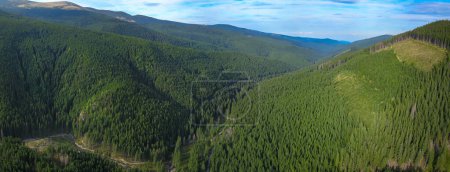 Eine neue Generation von Tannen wächst an einem Berghang. Die riesigen Nadelwälder werden nachhaltig genutzt. Im Tal fließt ein Fluss. Karpathien, Rumänien.