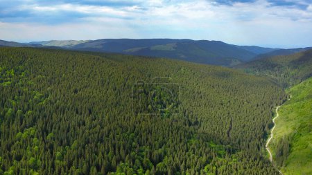 Eine neue Generation von Tannen wächst an einem Berghang entlang eines Feldweges. Die riesigen Nadelwälder werden nachhaltig genutzt. Im Tal fließt ein Fluss. Karpathien, Rumänien.