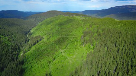 Vista de drones sobre bosques en las montañas Cindrel. Una plantación de árboles de coníferas se encuentra en el lugar de un antiguo sitio de explotación forestal. Los bosques salvajes volverán a crecer. Carpatia, Rumania