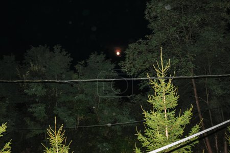 Photo for Moonlight. Conifers and deciduous trees were illuminated by the camera's flash - Royalty Free Image