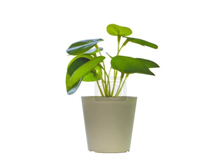 Pot with a Small Plant and Leaves in Isolated White Background