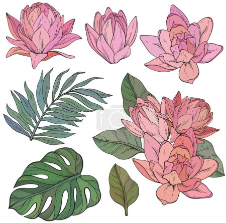 Illustration for Set of Lily flowers with monstera and palm leaves. Vector Hand drawn flowers - Royalty Free Image