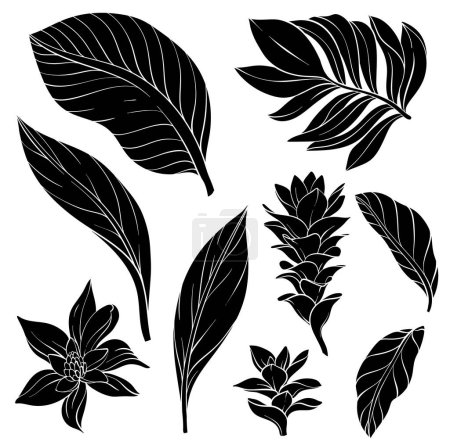 Téléchargez les illustrations : Ensemble de fleurs de gingembre alpinia purpurata dessinées à la main, de plantes tropicales et de feuilles silhouettes - en licence libre de droit
