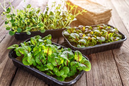 Photo for The microgreen in plastic trays.Mixed Microgreens in trays on wooden background.Sprouting Microgreens on the Hemp Biodegradable Mats.Germination of seeds at home. Vegan and healthy food concept. - Royalty Free Image