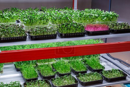 Photo for Urban microgreen farm.The microgreen in plastic trays.Baby leaves, phytolamp.Sprouting Microgreens on the Hemp Biodegradable Mats.Germination of seeds at home.Eco-friendly small business. - Royalty Free Image