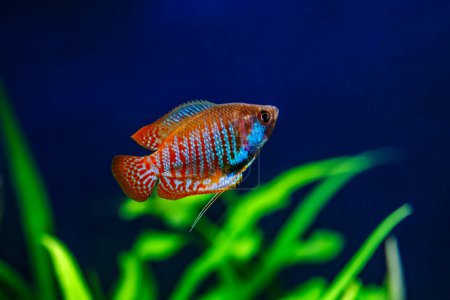 Un hermoso acuario tropical de agua dulce con peces. Gourami enano (Colisa lalia) peces en un acuario casero, lalius primer plano