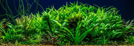 Photo for A green beautiful planted tropical freshwater aquarium with fishes - Royalty Free Image