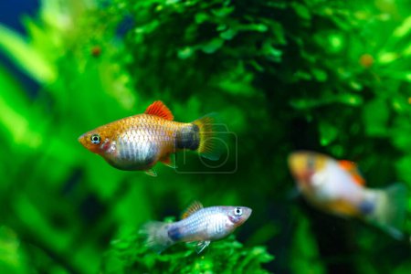 Photo for A green beautiful planted tropical freshwater aquarium with fishes.Multi color Poecilia reticulata,on nature background - Royalty Free Image
