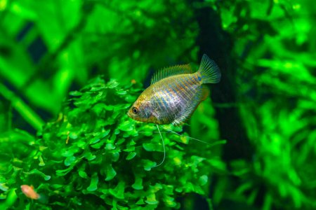 A green beautiful planted tropical freshwater aquarium with fishes. Dwarf gourami (Colisa lalia) fish in a home aquarium, lalius close-up