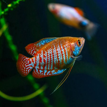 Un hermoso acuario tropical de agua dulce con peces. Gourami enano (Colisa lalia) peces en un acuario casero, lalius primer plano