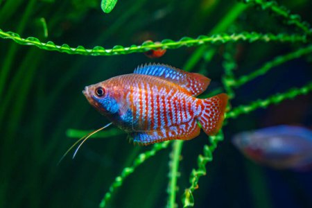 Foto de Un hermoso acuario tropical de agua dulce con peces. Gourami enano (Colisa lalia) peces en un acuario casero, lalius primer plano - Imagen libre de derechos