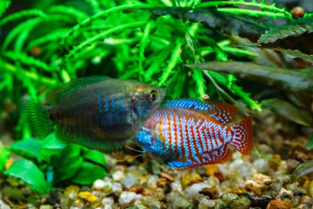 Photo for A green beautiful planted tropical freshwater aquarium with fishes. Dwarf gourami (Colisa lalia) fish in a home aquarium, lalius close-up - Royalty Free Image
