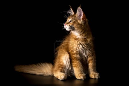 Photo for Adorable shot of solid red Maine Coon cat kitten, sitting up.The largest cat.Isolated on a black background.Maine Coon looking at the camera - Royalty Free Image