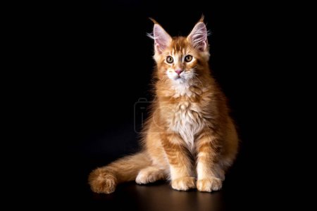 Photo for Adorable shot of solid red Maine Coon cat kitten, sitting up.The largest cat.Isolated on a black background.Maine Coon looking at the camera - Royalty Free Image