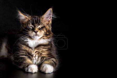 Photo for Cute classic black tabby Maine Coon cat kitten, sitting facing front.A big cat.Isolated on black background. - Royalty Free Image