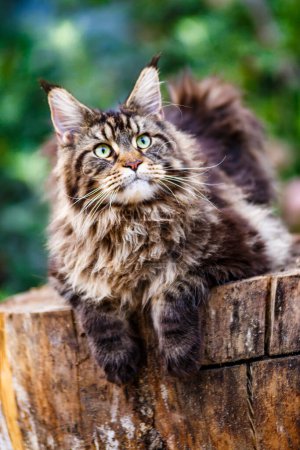 Photo for A large outdoors portrait of a sitting calm and serious furry Maine Coon.Maine coon cat sitting on a tree in forest, park on summer sunny day.A big cat. - Royalty Free Image