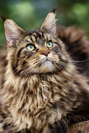 Photo for A large outdoors portrait of a sitting calm and serious furry Maine Coon.Maine coon cat sitting on a tree in forest, park on summer sunny day.A big cat. - Royalty Free Image