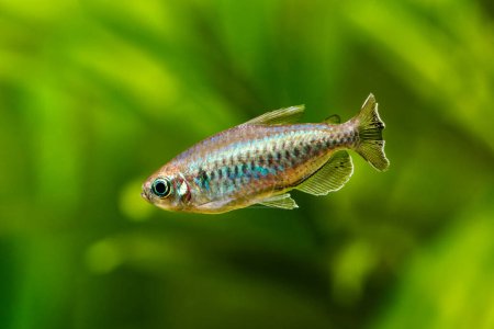 Photo for A green beautiful planted tropical freshwater aquarium with fishes.A Congo tetra, Phenacogrammus interruptus, with water plants. - Royalty Free Image