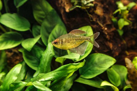 Photo for A green beautiful planted tropical freshwater aquarium with fishes.Natural and beautiful Moenkhausia pittieri - Diamond tetra, with water plants. - Royalty Free Image