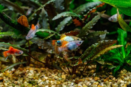 Photo for A green beautiful planted tropical freshwater aquarium with fishes.Multi color Poecilia reticulata,on nature background - Royalty Free Image