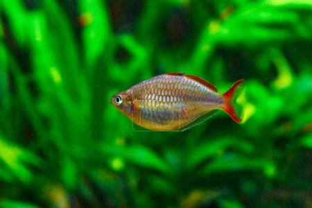 Photo for A green beautiful planted tropical freshwater aquarium with fishes.Dwarf rainbowfish Melanotaenia praecox in a freshwater aquarium - Royalty Free Image