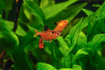 Photo for Hyphessobrycon minor.A green beautiful planted tropical freshwater aquarium with fishes.tetra serpae (Hyphessobrycon eques) in a fish tank - Royalty Free Image