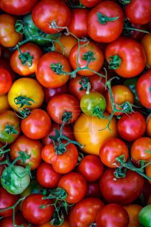 Photo for Colorful organic tomatoes.Assortment of tomatoes. Plenty fresh tomatoes of various colors and cultivar background texture.Growing healthy vegetables. - Royalty Free Image