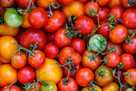 Photo for Colorful organic tomatoes.Assortment of tomatoes. Plenty fresh tomatoes of various colors and cultivar background texture.Growing healthy vegetables. - Royalty Free Image