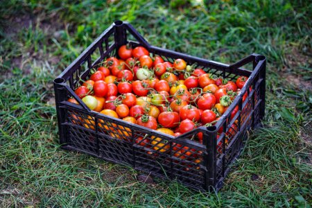 Photo for Plastic boxes with ripe tomatoes on the farm field.Assortment of tomatoes.Growing healthy vegetables.Harvest time - Royalty Free Image