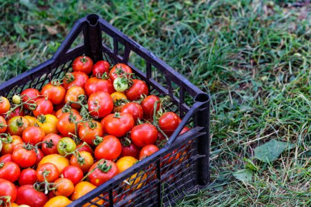 Photo for Plastic boxes with ripe tomatoes on the farm field.Assortment of tomatoes.Growing healthy vegetables.Harvest time - Royalty Free Image