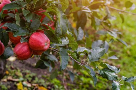 Foto de Manzanas rojas en un árbol.Manzanas maduras en el huerto de manzanas antes de la cosecha. Huerto de manzanas. Cesta de Apples.Morning tiro - Imagen libre de derechos