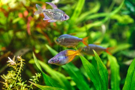 Foto de Un hermoso acuario verde de agua dulce tropical plantado con peces.Pez arco iris de Boeseman - Melanotaenia boesemani, con plantas de agua.Peces en el acuario. - Imagen libre de derechos