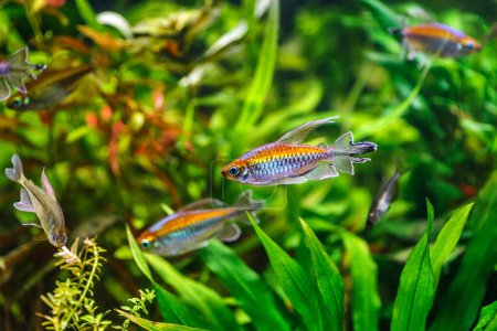 Photo for A green beautiful planted tropical freshwater aquarium with fishes.A Congo tetra, Phenacogrammus interruptus, with water plants. - Royalty Free Image