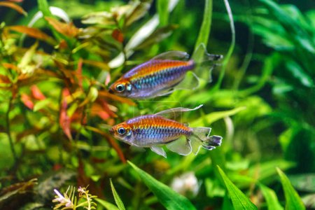 A green beautiful planted tropical freshwater aquarium with fishes.A Congo tetra, Phenacogrammus interruptus, with water plants. 
