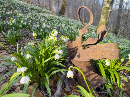 A World War II shell fragment in the Carpathian forest among the delicate forest flowers of primroses and snowdrops as a contrast of peace and destruction