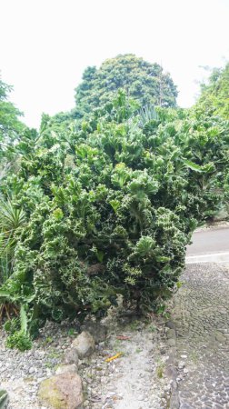 Téléchargez les photos : Kaktus Karang ou Euphorbia lactea - en image libre de droit